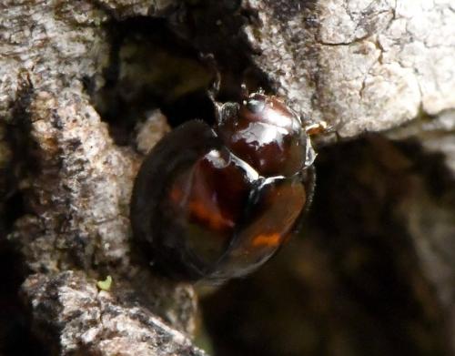 Réf. 218 977 : Chilocorus bipustulatus